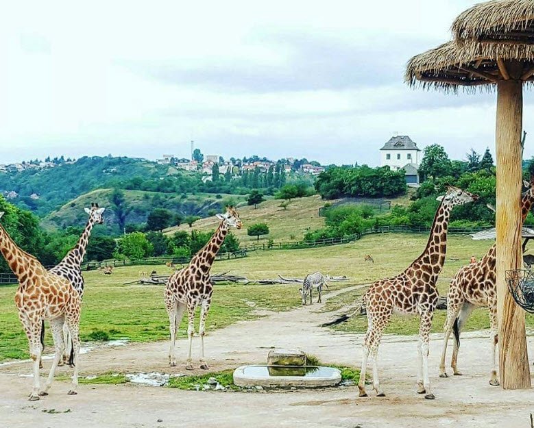 Prague Zoo, Prague, Czech Republic (Czechia)